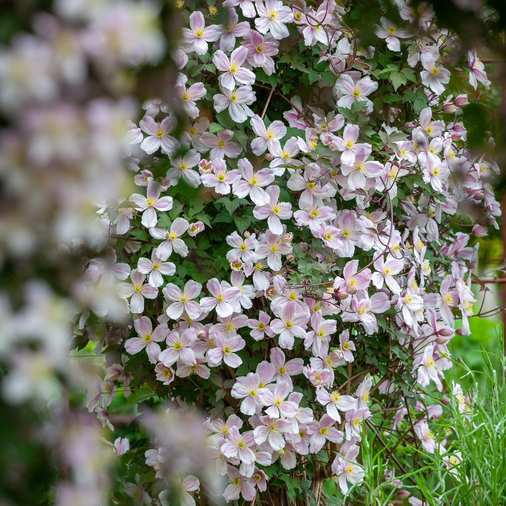 Clematis montana var.rubens 'Mayleen'