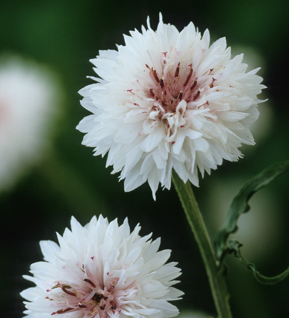Centaurea cyanus 'White'