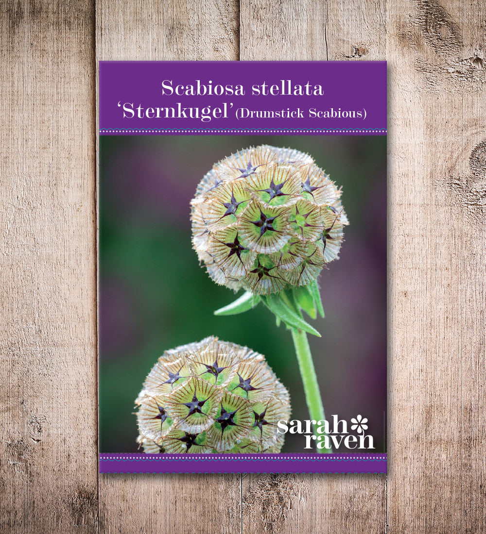 Scabiosa stellata 'Sternkugel'