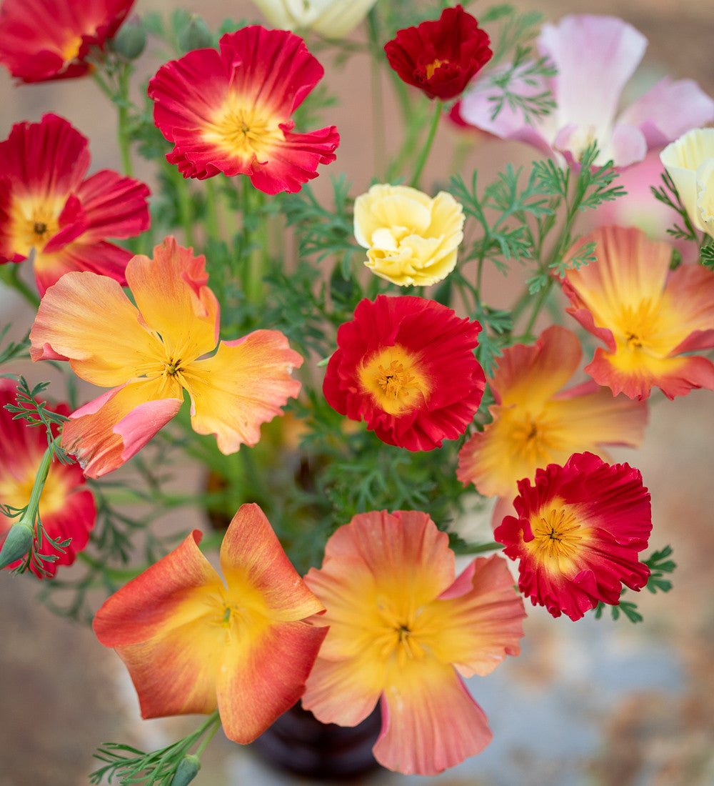 Eschscholzia californica 'Thai Silk Formula Mixture'