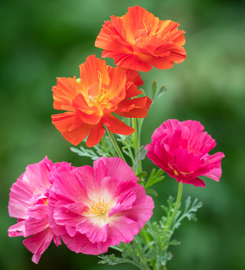 Eschscholzia californica 'Thai Silk Formula Mixture'