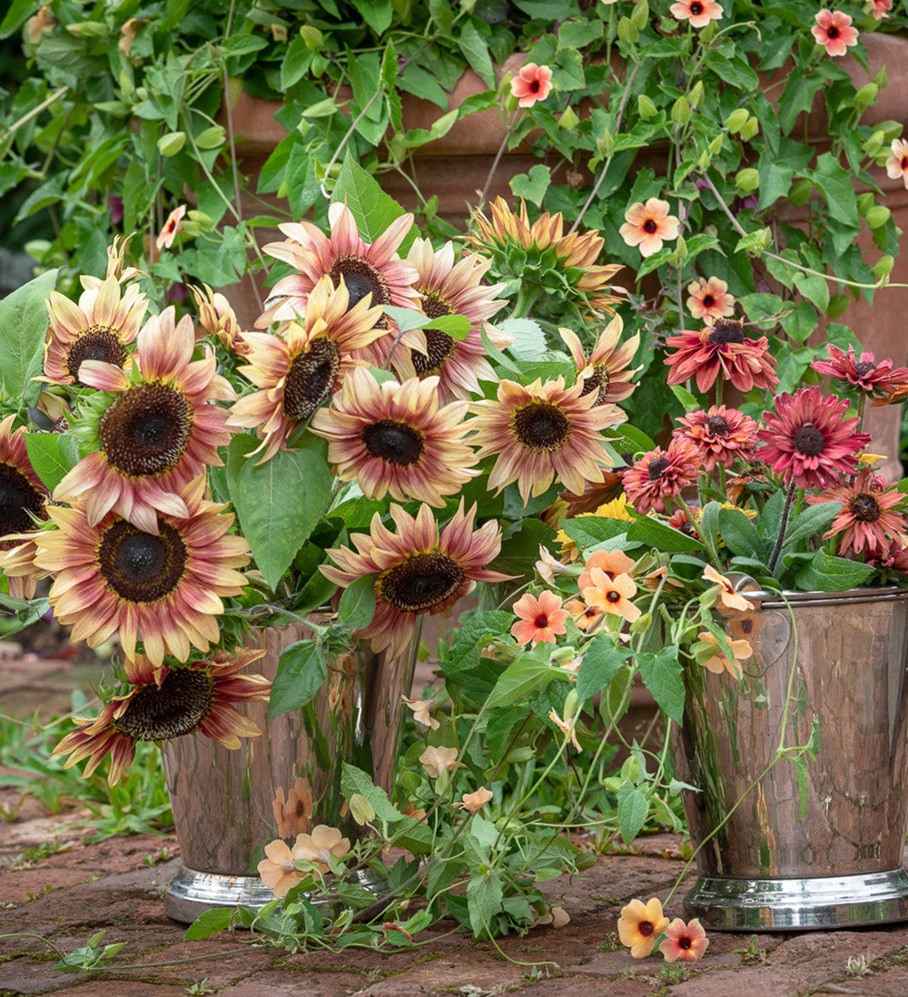 Helianthus annuus 'ProCut Plum' (Sunflower)