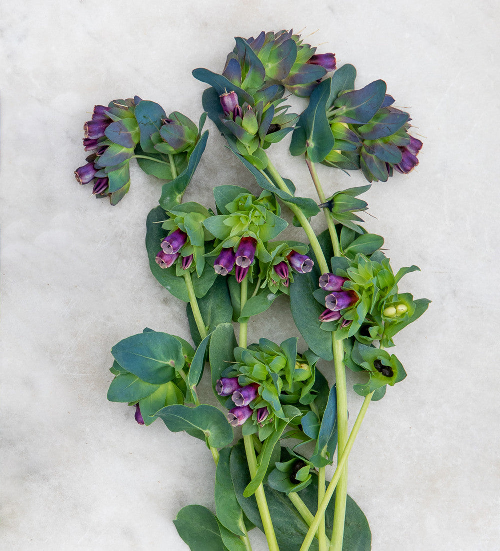 Cerinthe major 'Kiwi Blue'
