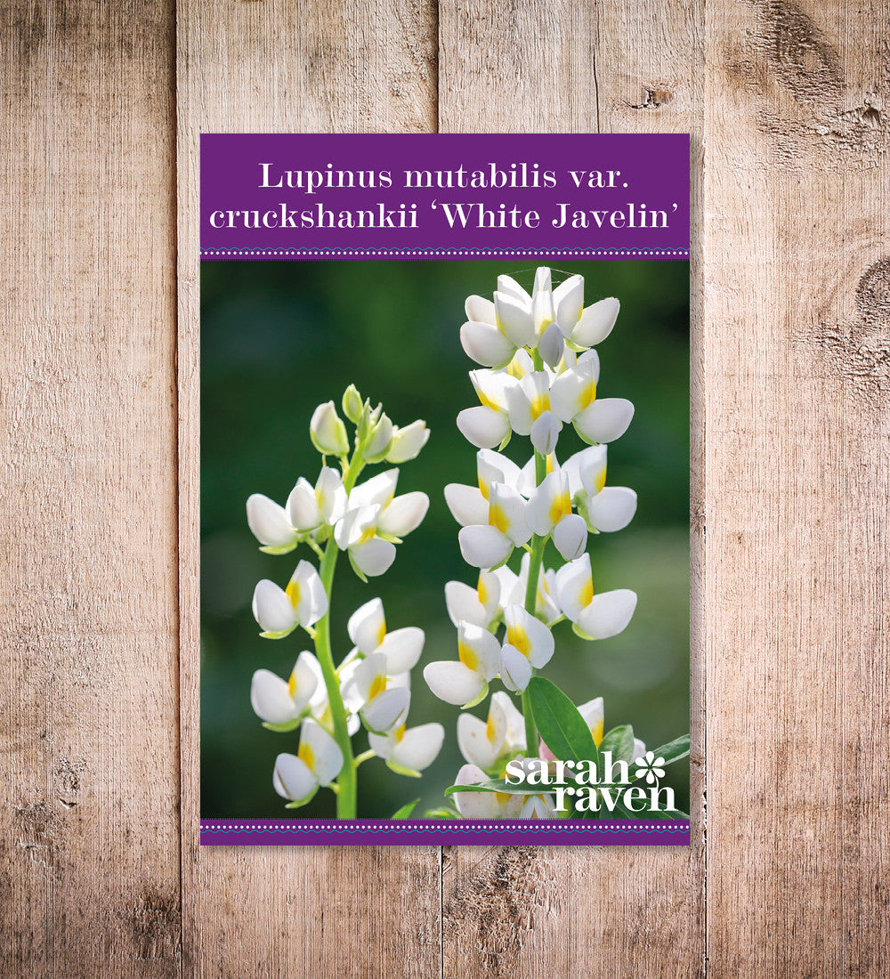 Lupinus mutabilis var. cruckshankii 'White Javelin'