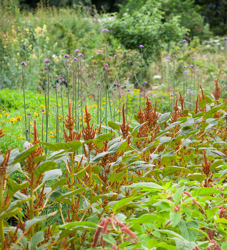 Amaranthus cruentus 'Hot Biscuits'
