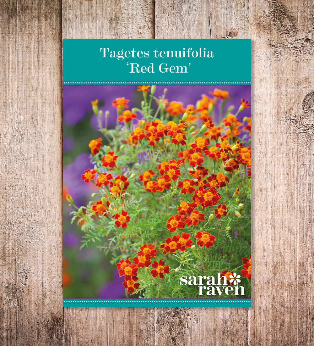 Tagetes tenuifoila 'Red Gem'