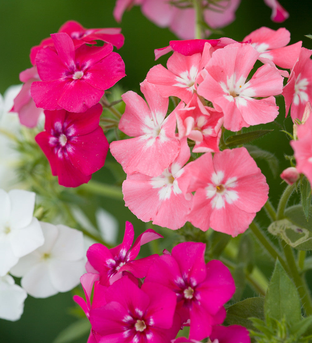 Phlox drummondii 'Tapestry Mix'