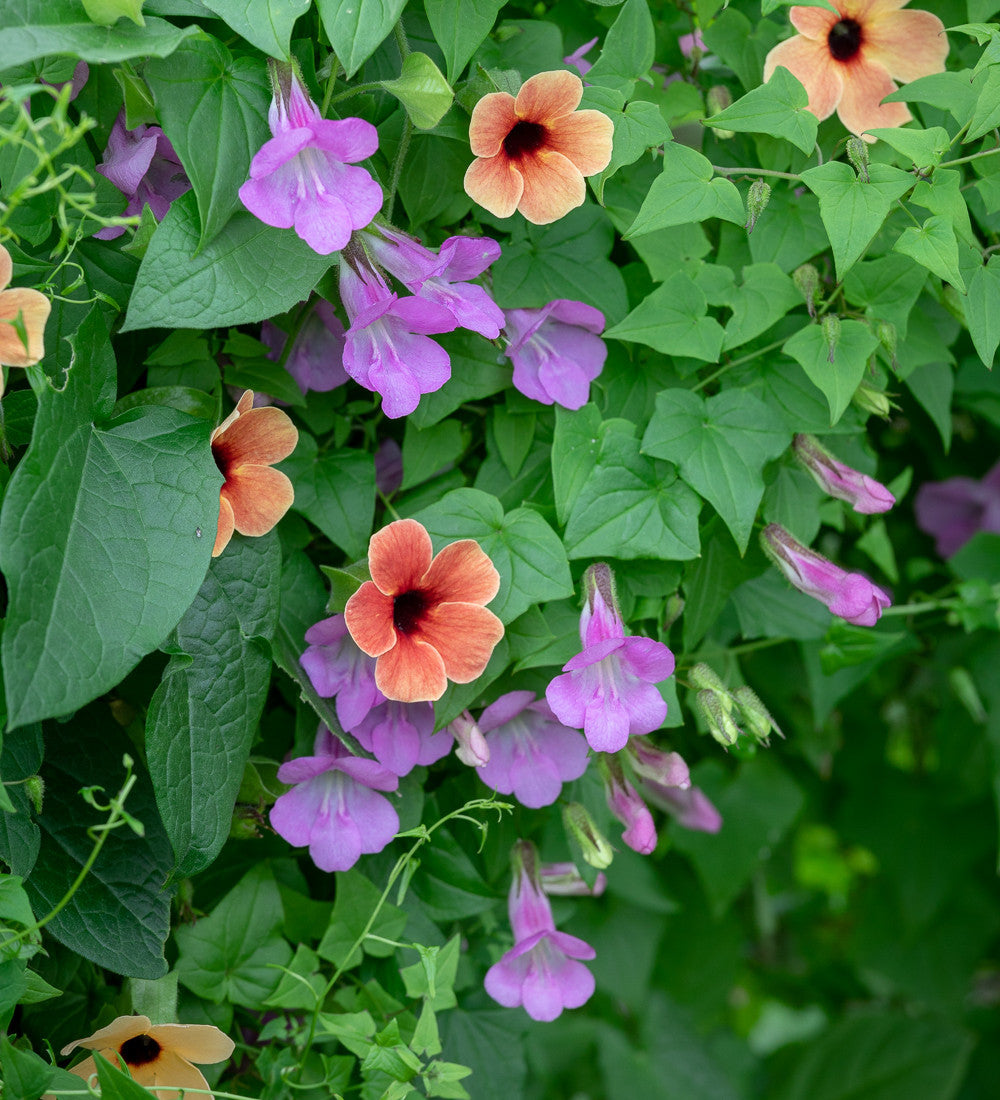 Asarina scandens 'Mystic Rose'