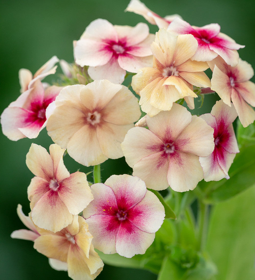 Phlox drummondii grandiflora 'Cherry Caramel'
