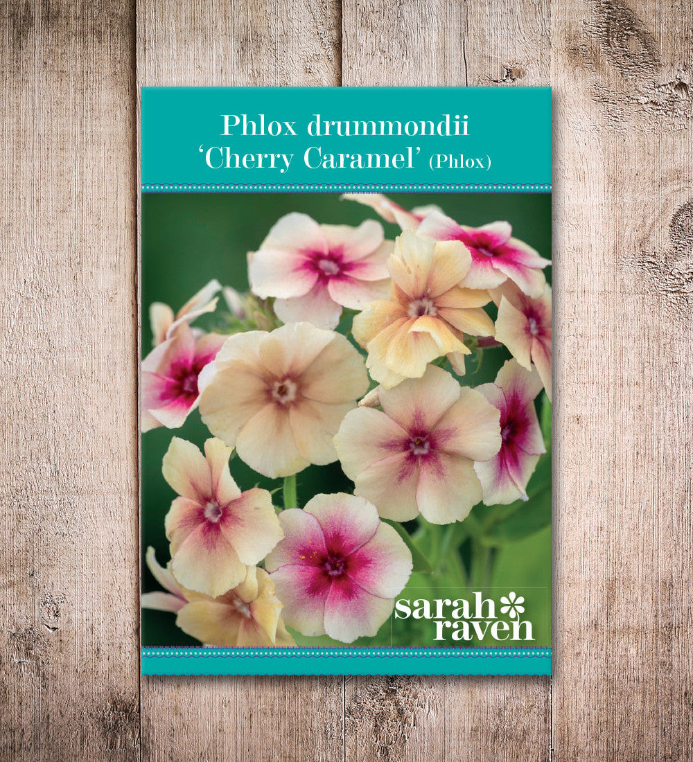Phlox drummondii grandiflora 'Cherry Caramel'