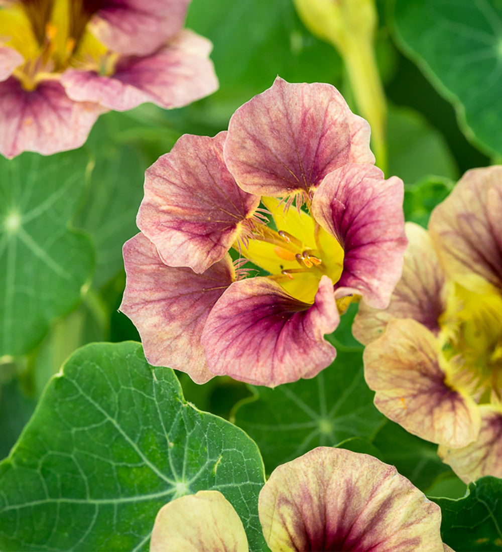 Nasturtium 'Ladybird Rose' (Tropaeolum minus)