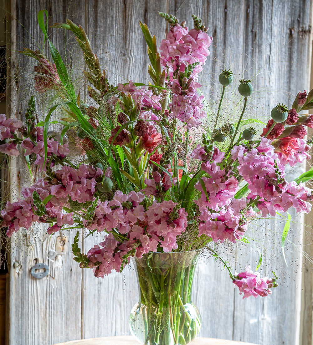 Antirrhinum majus 'Potomac Lavender' F1