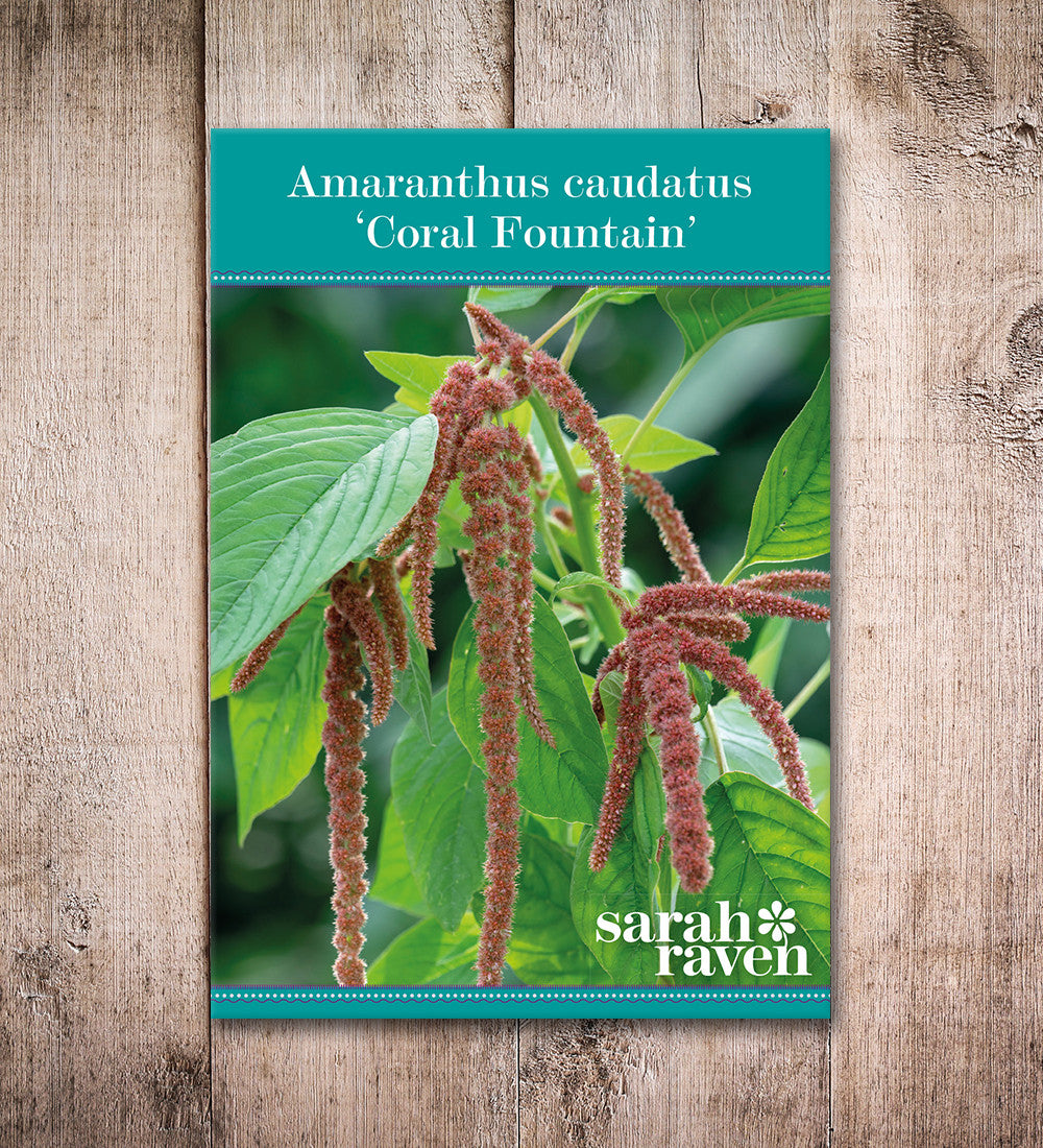 Amaranthus caudatus 'Coral Fountain'