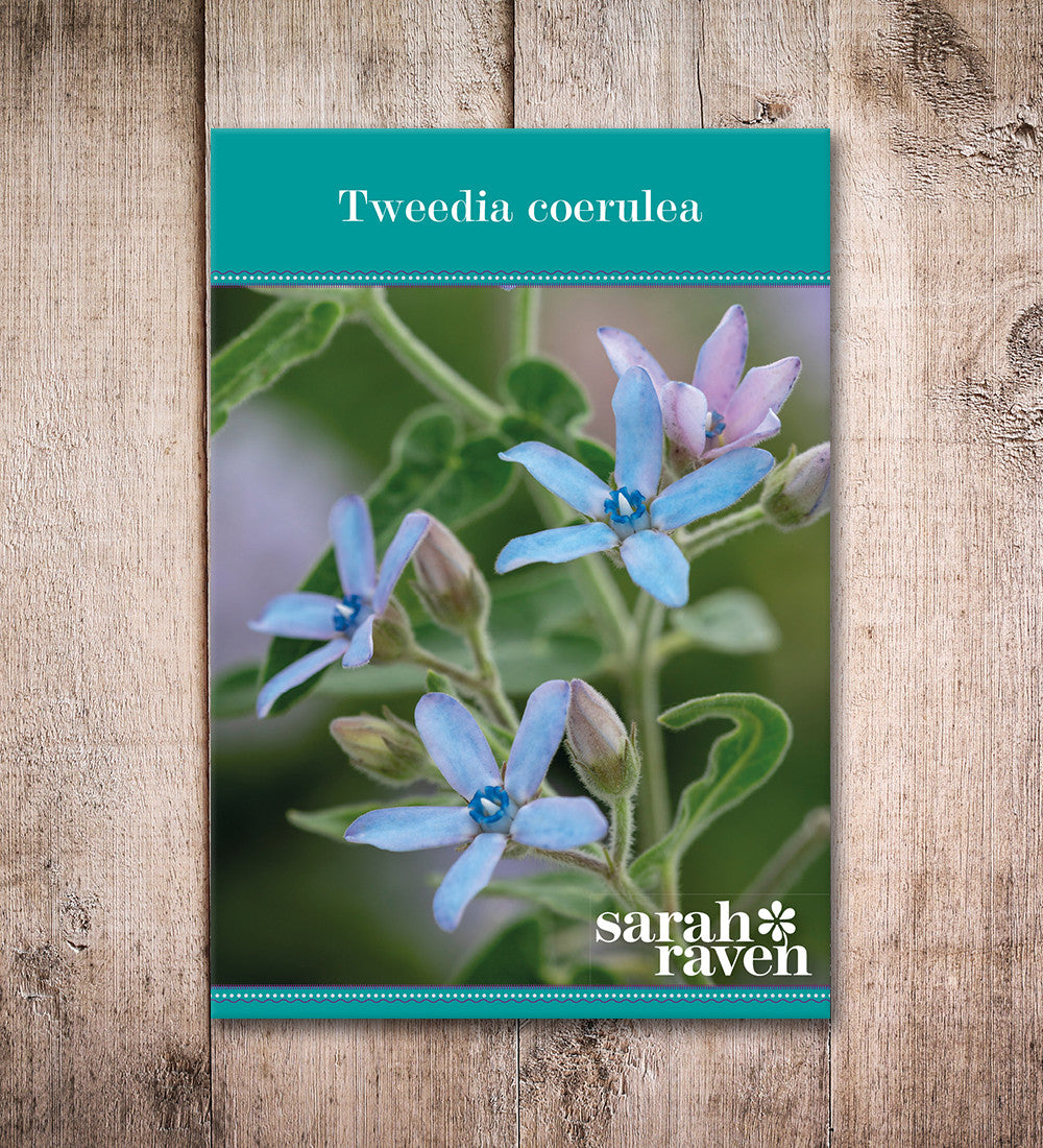 Tweedia coerulea