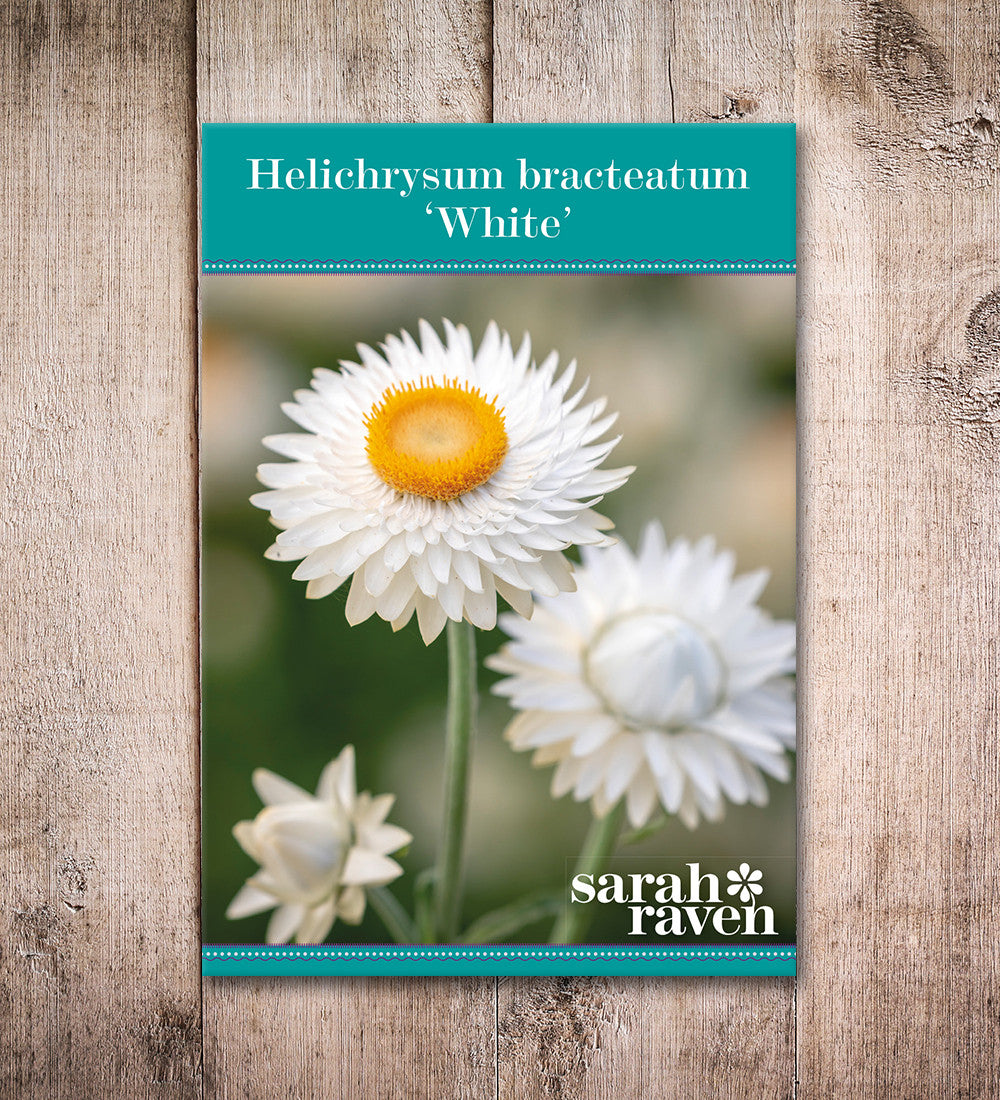 Helichrysum bracteatum 'White' (Sunflower)