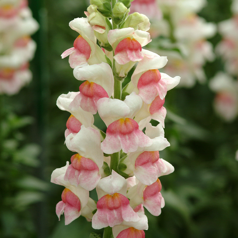 Antirrhinum majus 'Potomac Apple-blossom' F1