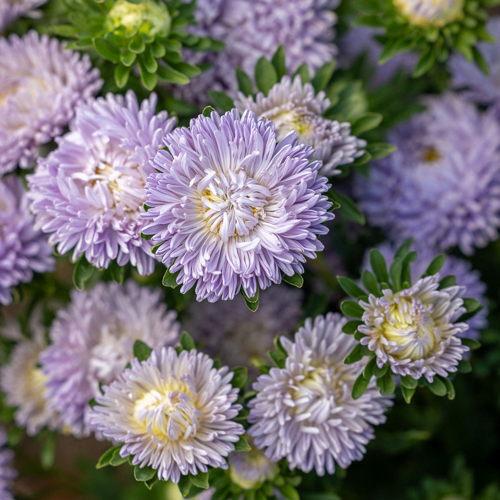 Callistephus chinensis 'Lady Coral Lavender'