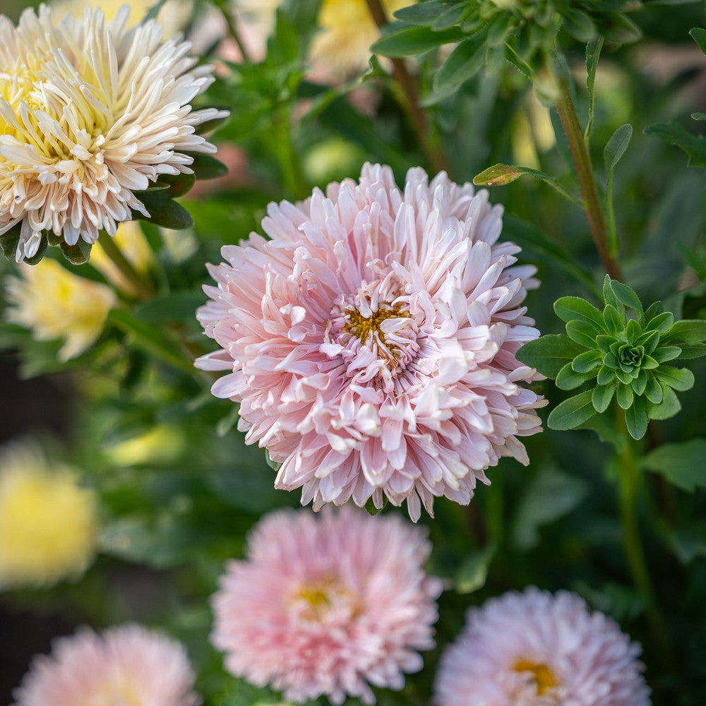 Callistephus chinensis 'King Size Apricot' (King Size Series)