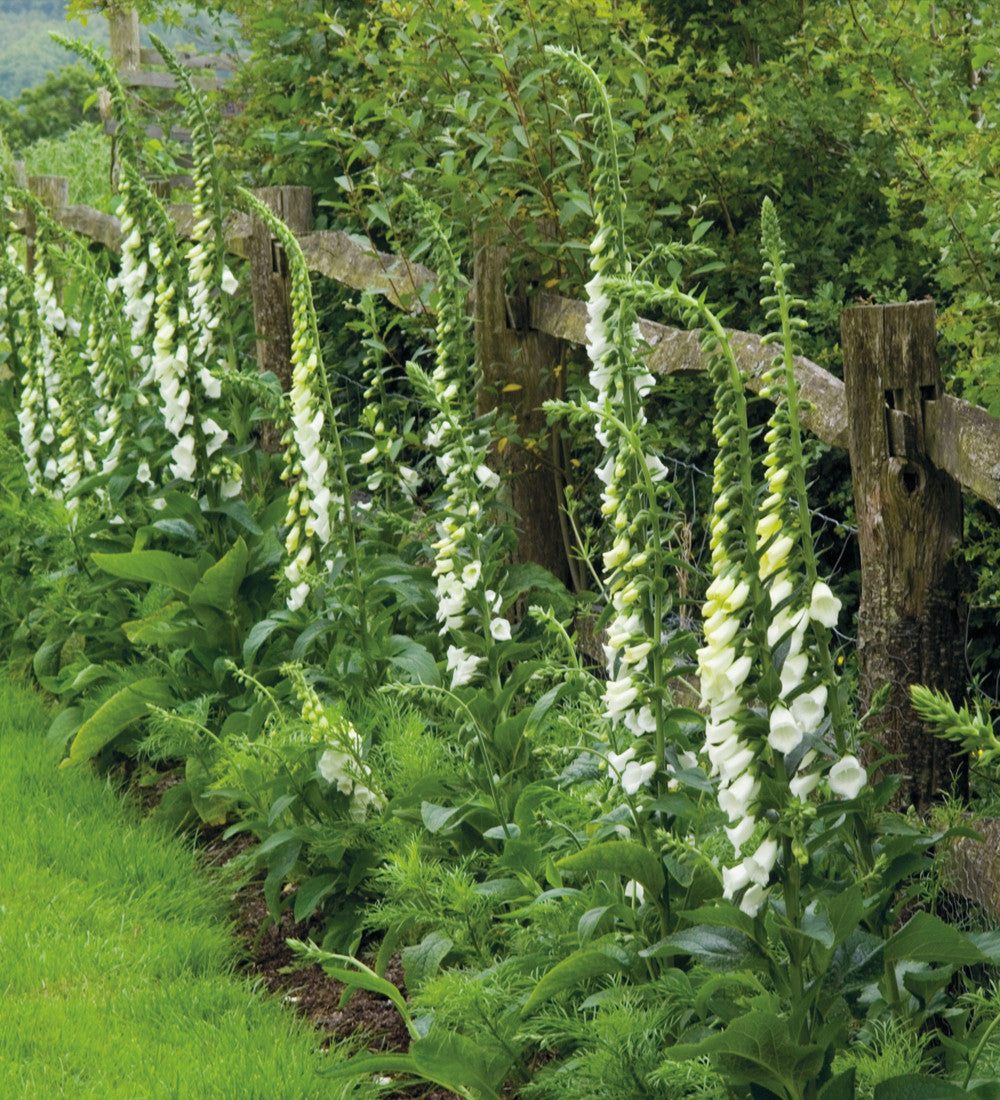 Foxglove Collection