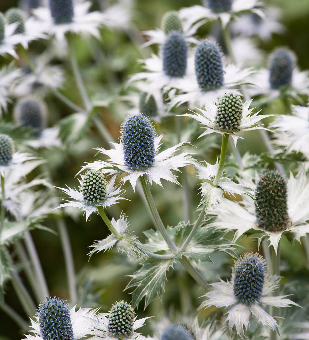 Eryngium giganteum (Miss Willmott's Ghost)