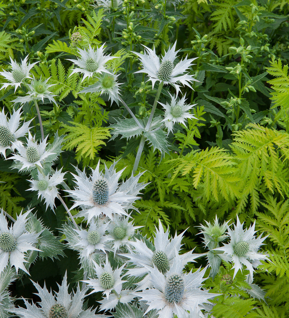 Eryngium giganteum (Miss Willmott's Ghost)