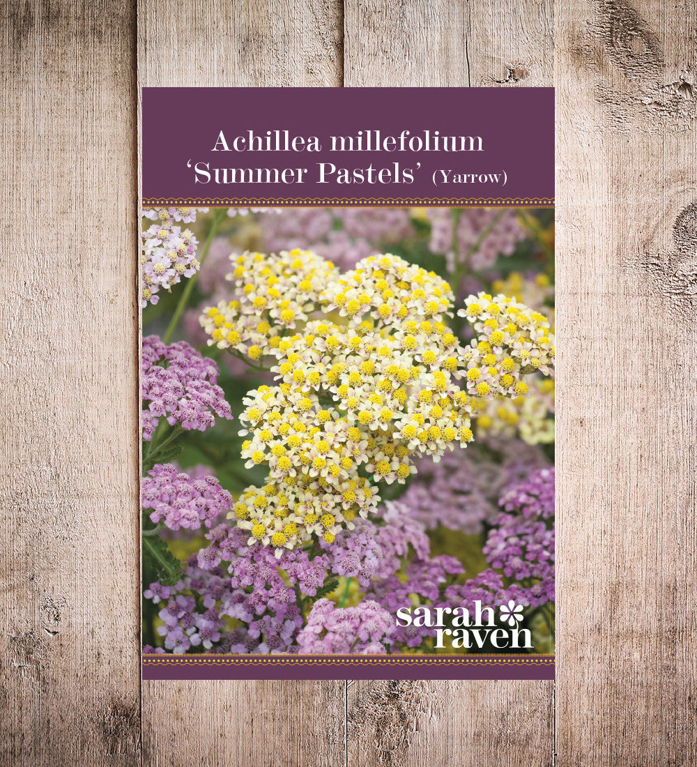 Achillea millefolium 'Summer Pastels'