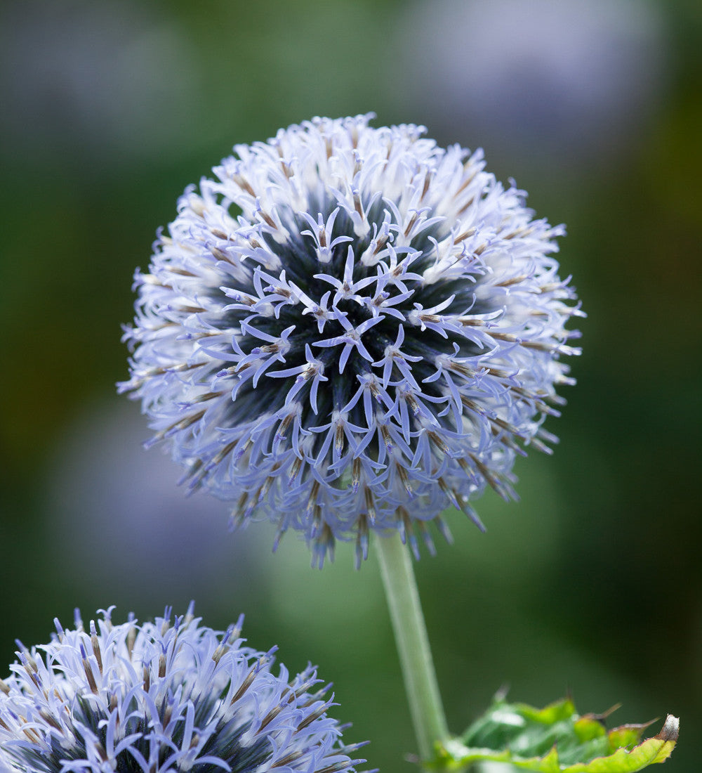 Echinops ritro