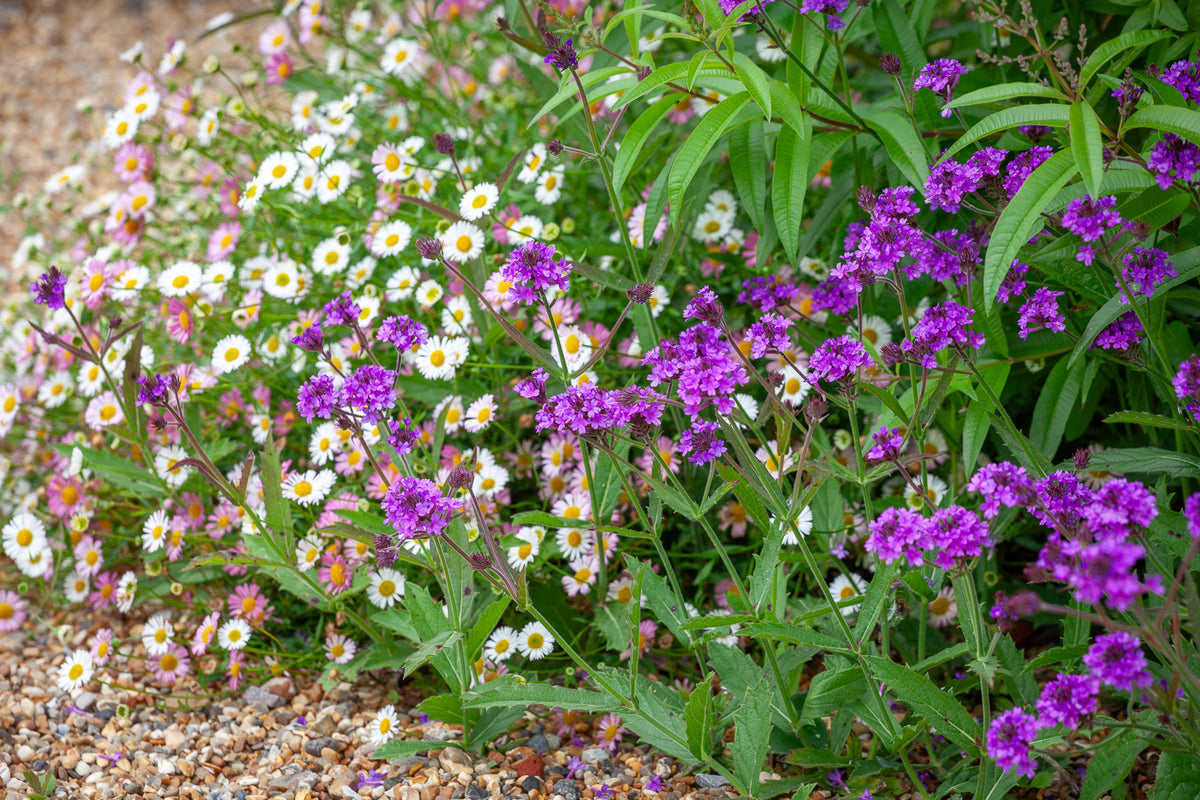 How to plant, grow & care for verbena | Sarah Raven
