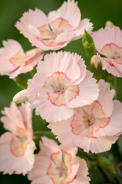 Dianthus Rescue Rovers How to plant, grow & care for dianthus | Sarah Raven