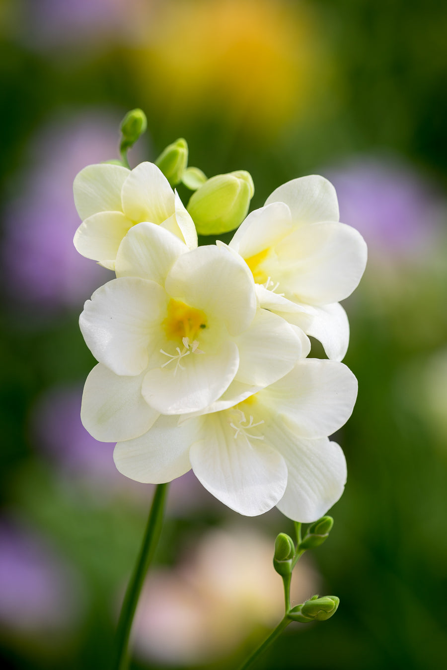 How to plant, grow & care for freesias | Sarah Raven