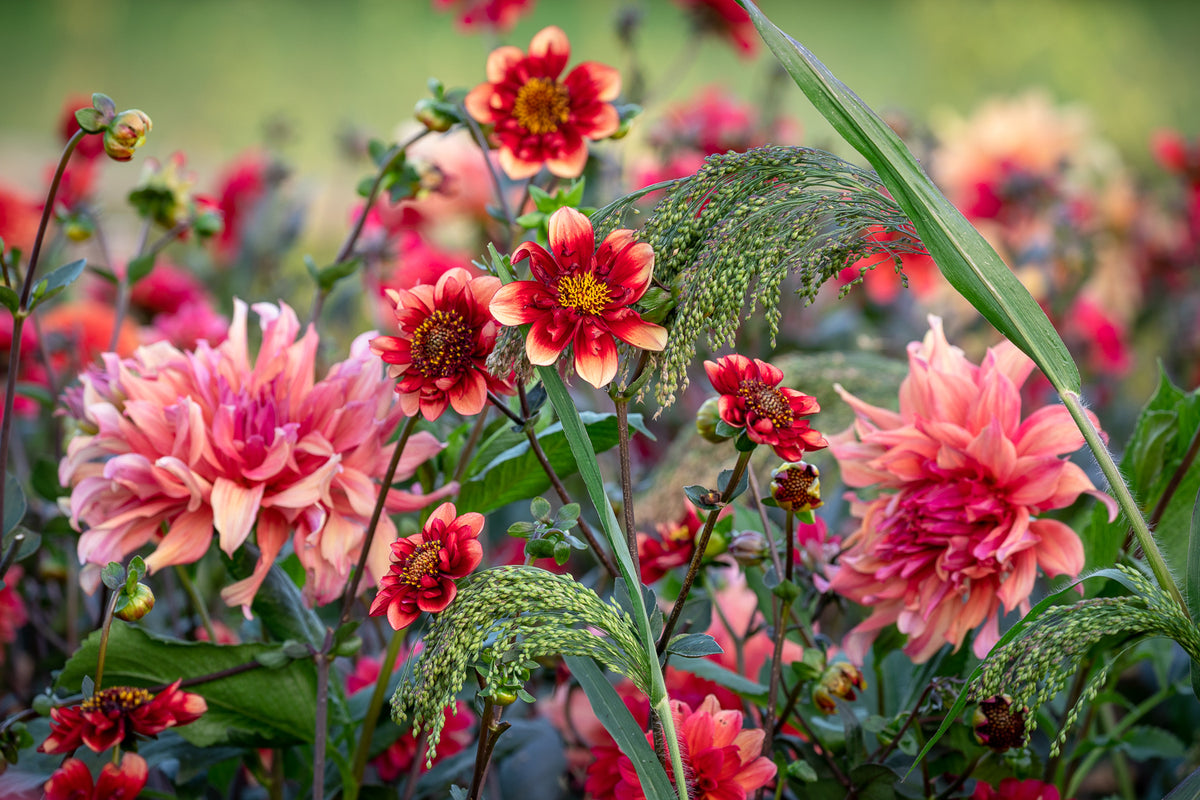 The Art & Science of Growing a Garden with Sarah Raven at Perch Hill