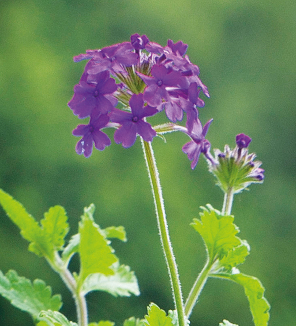 Verbena canadensis 'Homestead Purple'