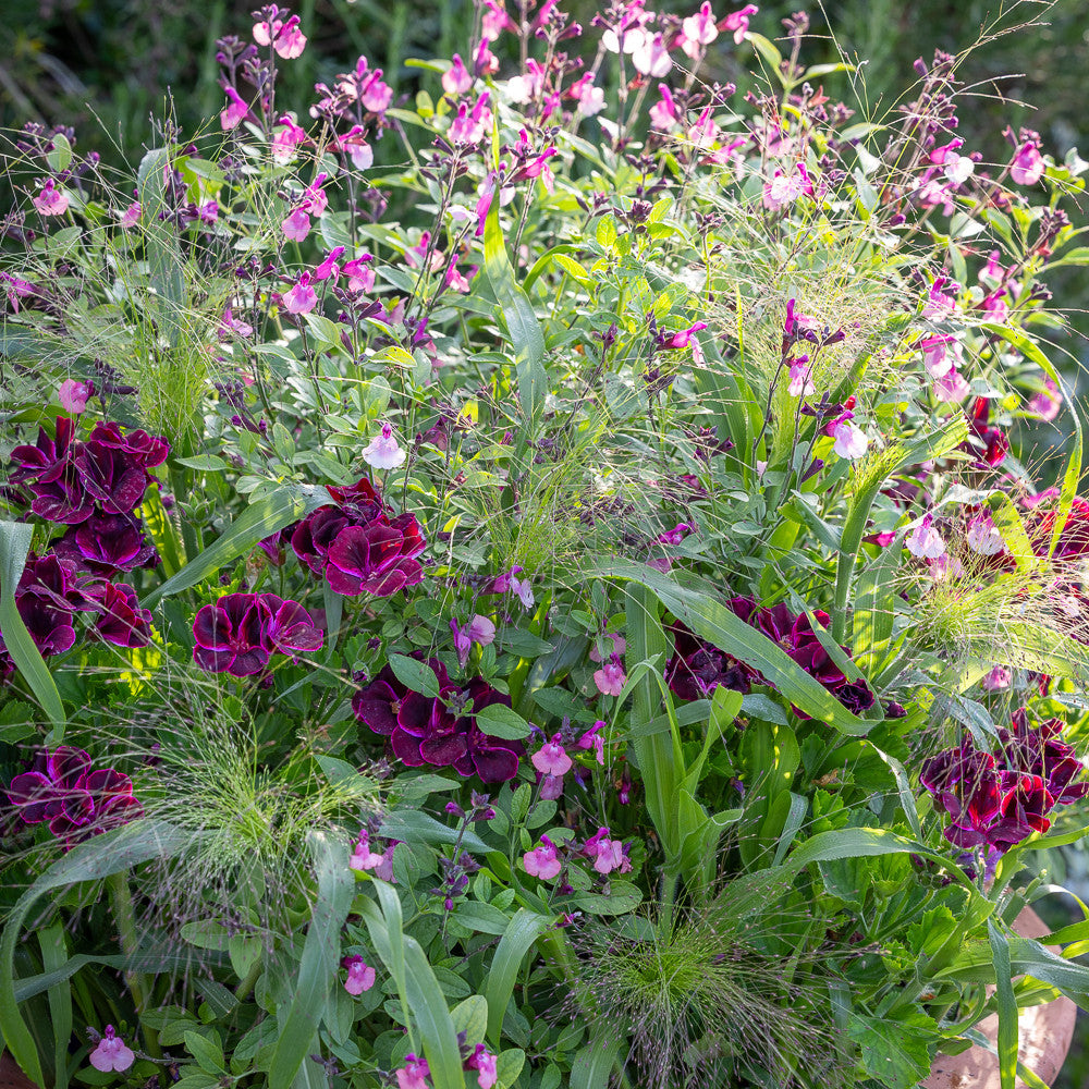 Pelargonium 'Lord Bute' (Regal)