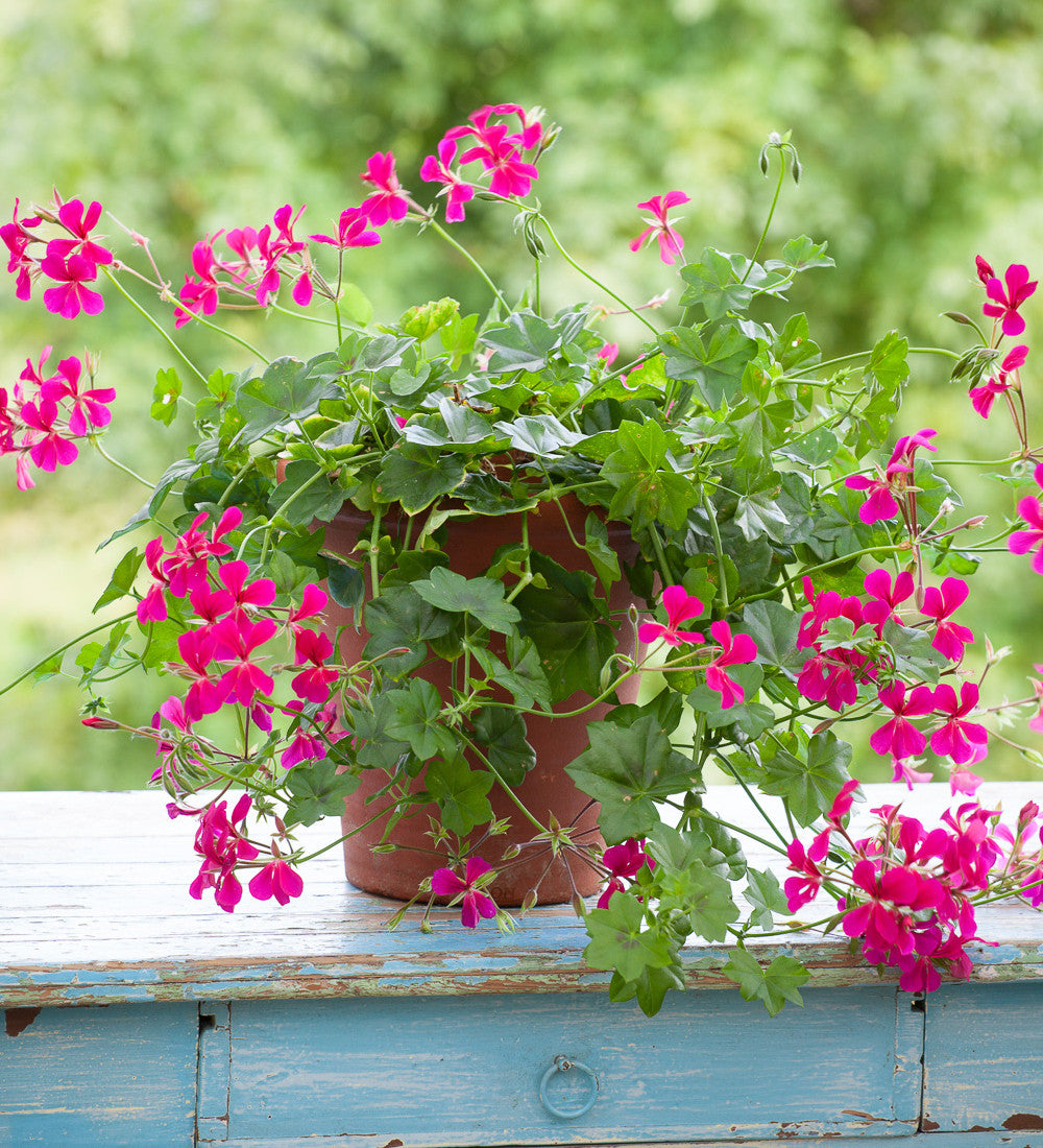 Pelargonium 'Surcouf' (Ivy)