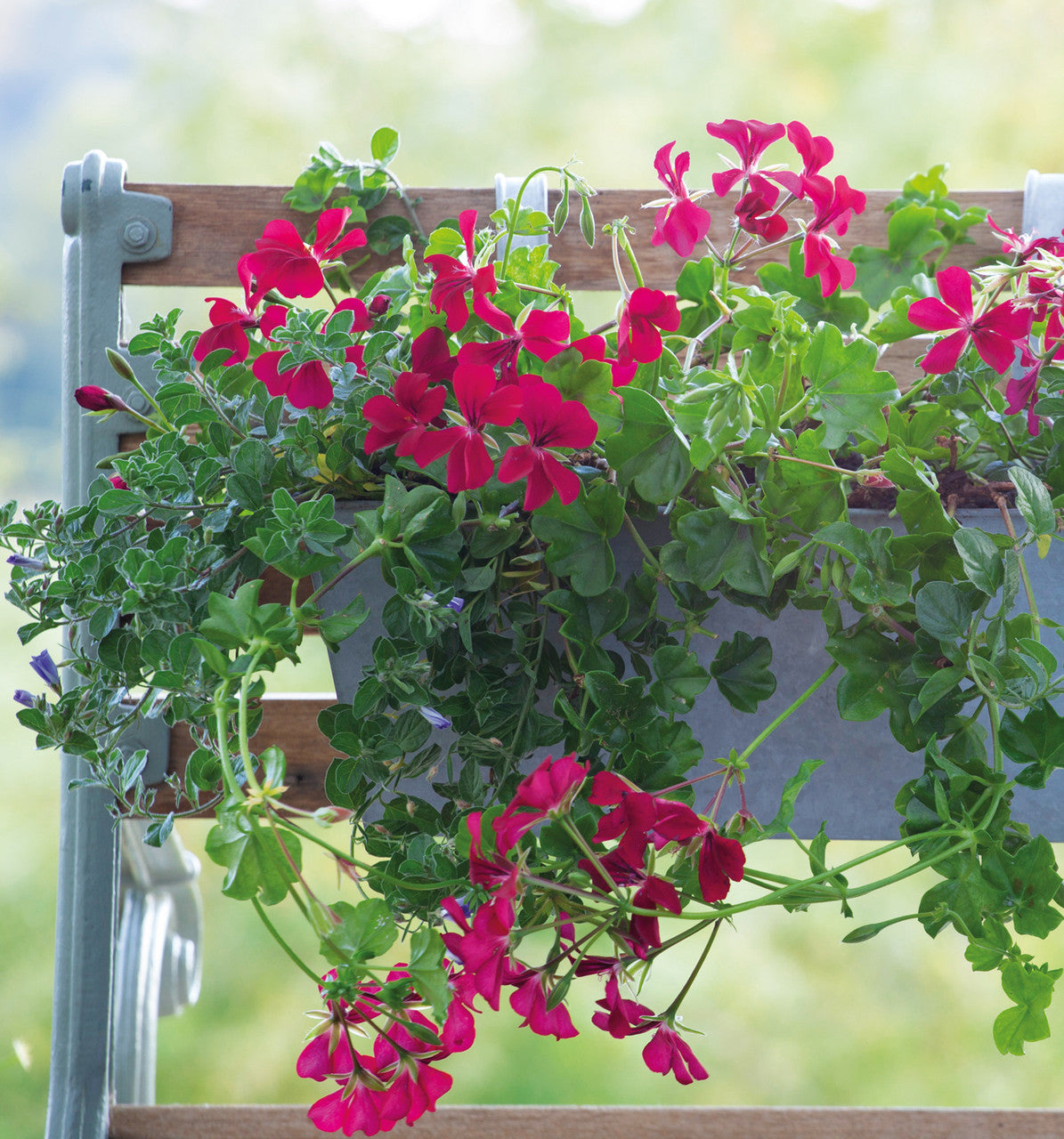 Pelargonium 'Surcouf' (Ivy)