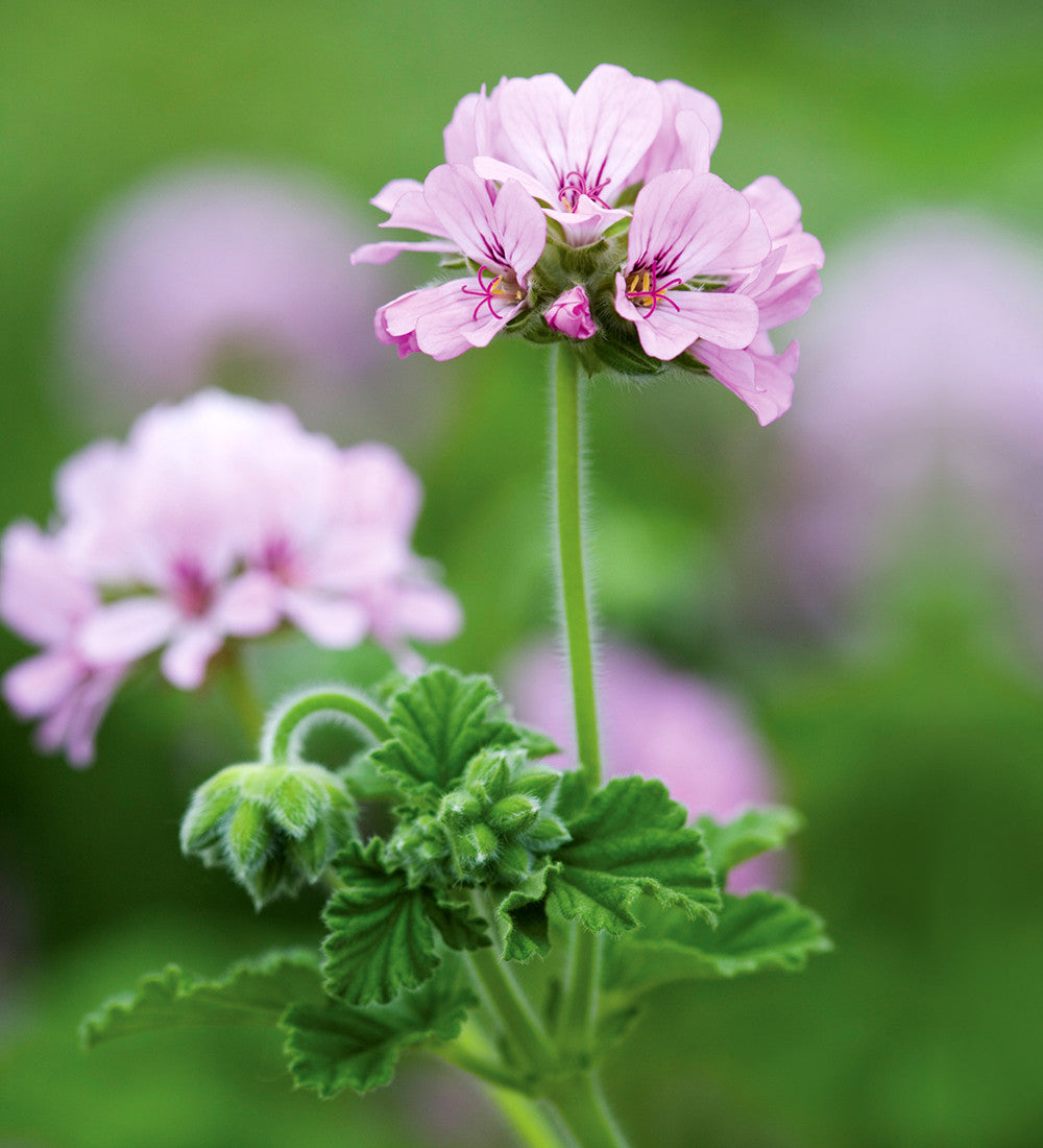 Pelargonium 'Attar of Roses' (Scented)