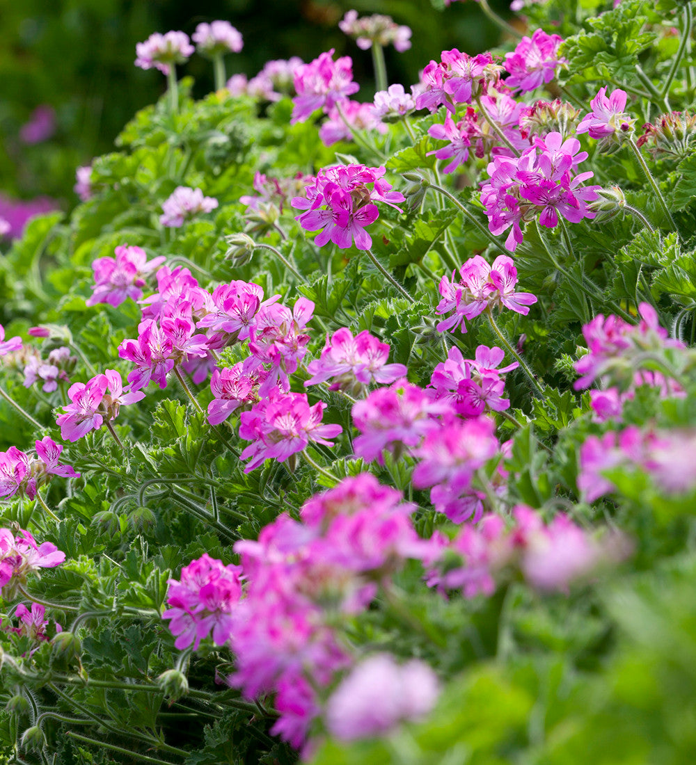 Pelargonium 'Pink Capitatum' (Scented)
