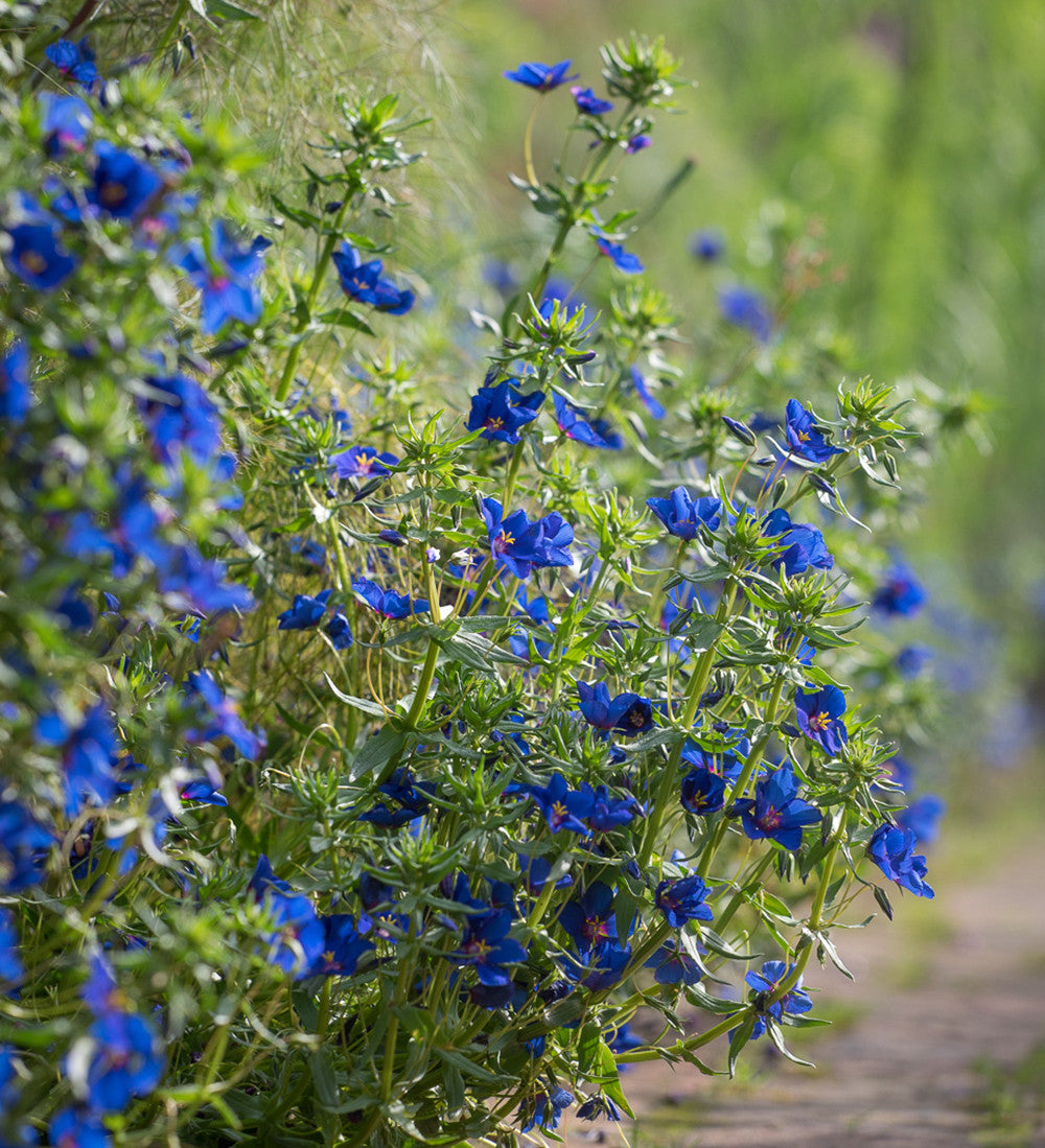 Anagallis monellii 'Sky Lover'