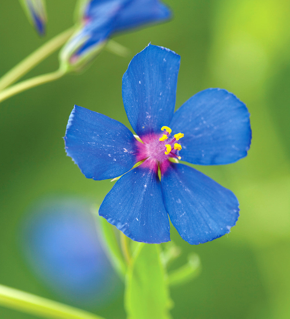 Anagallis monellii 'Sky Lover'