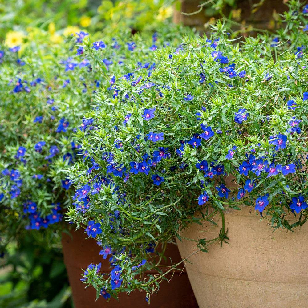 Anagallis monellii 'Sky Lover'