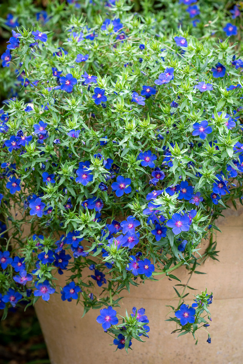 Anagallis monellii 'Sky Lover'