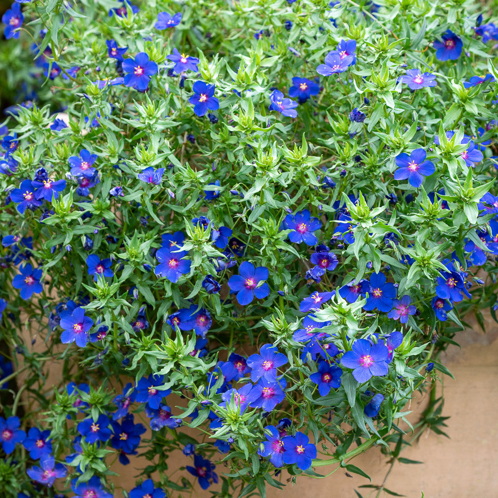 Anagallis monellii 'Sky Lover'
