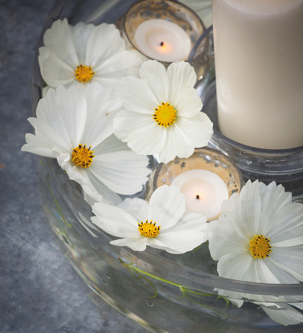 Cosmos bipinnatus 'Sonata White'