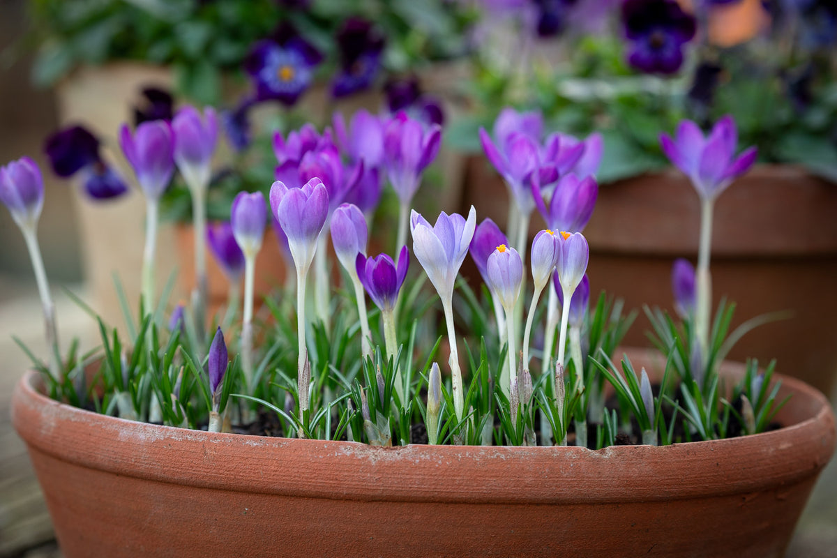 How to plant, grow & care for crocuses | Sarah Raven