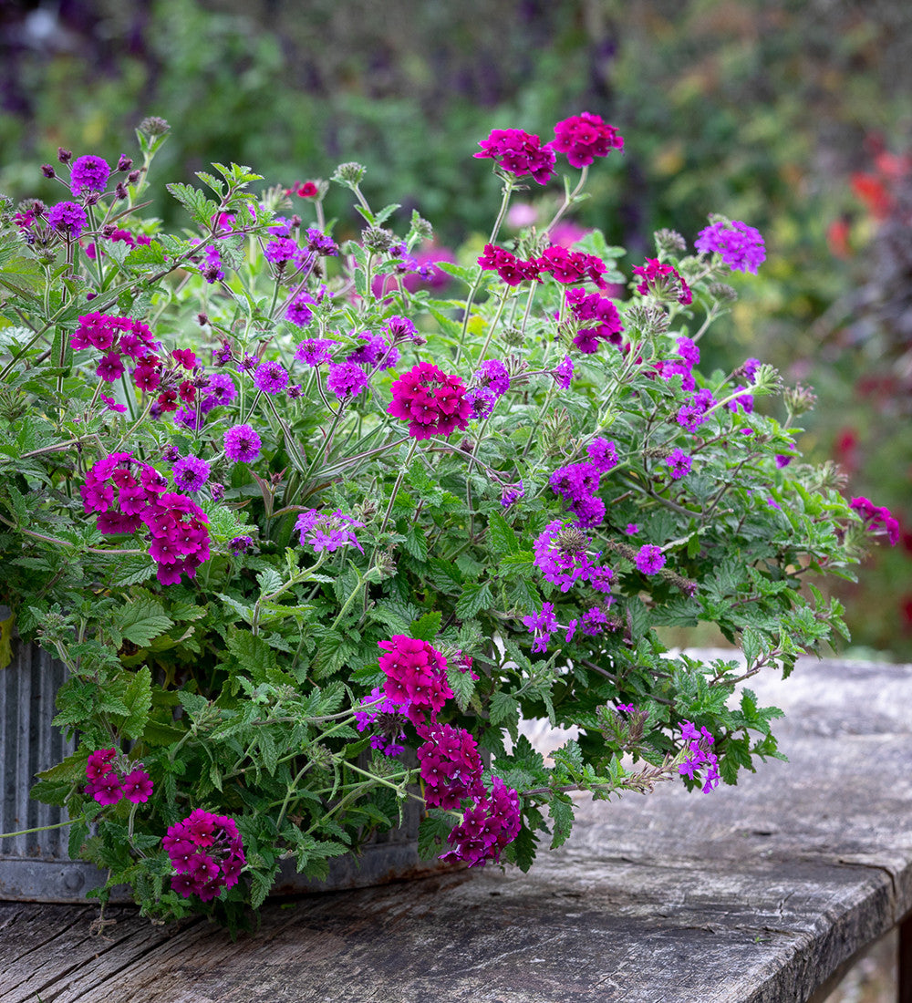 Verbena 'Superbena Burgundy'