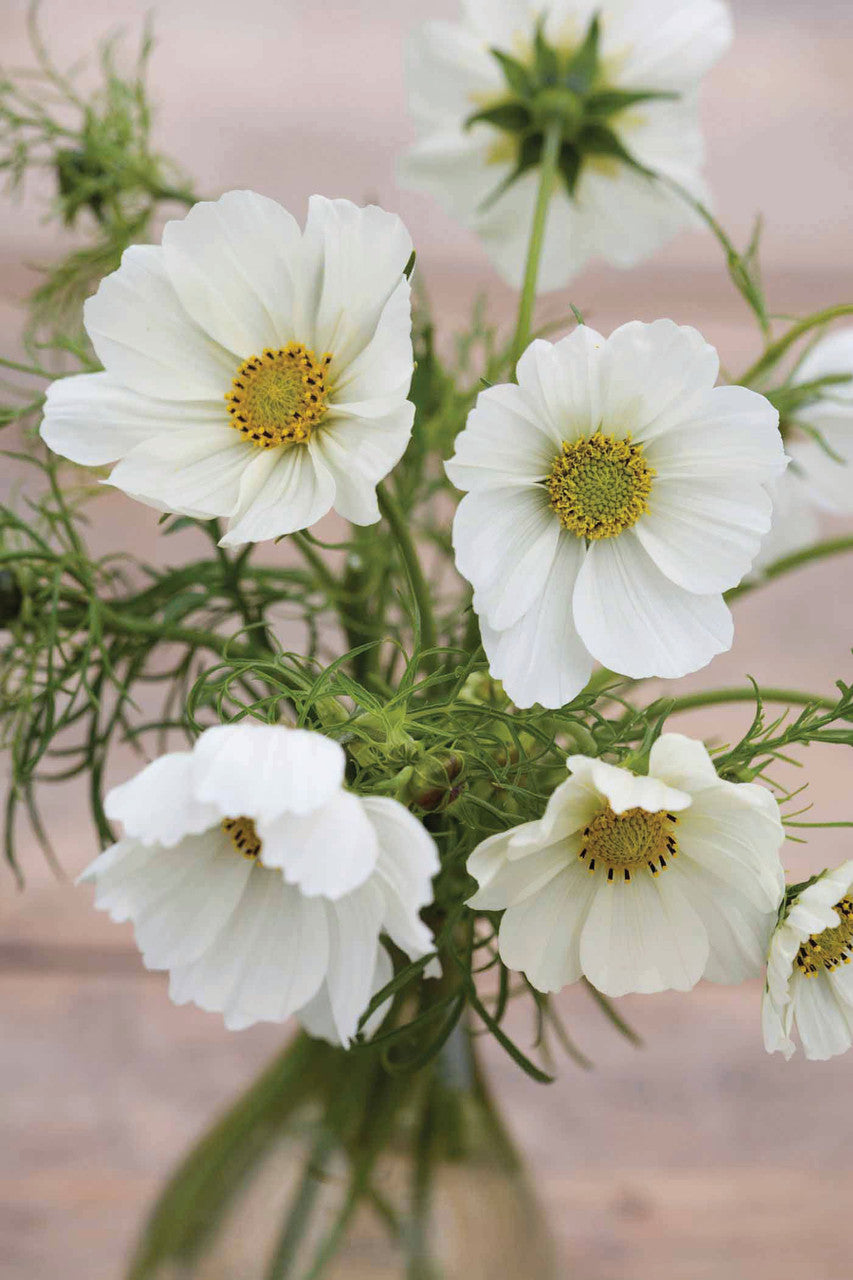 White Pot Collection