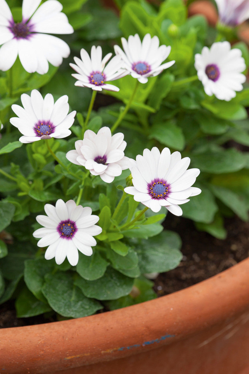 White Pot Collection