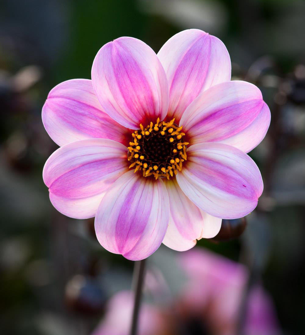 Dahlia 'Mystic Dreamer'