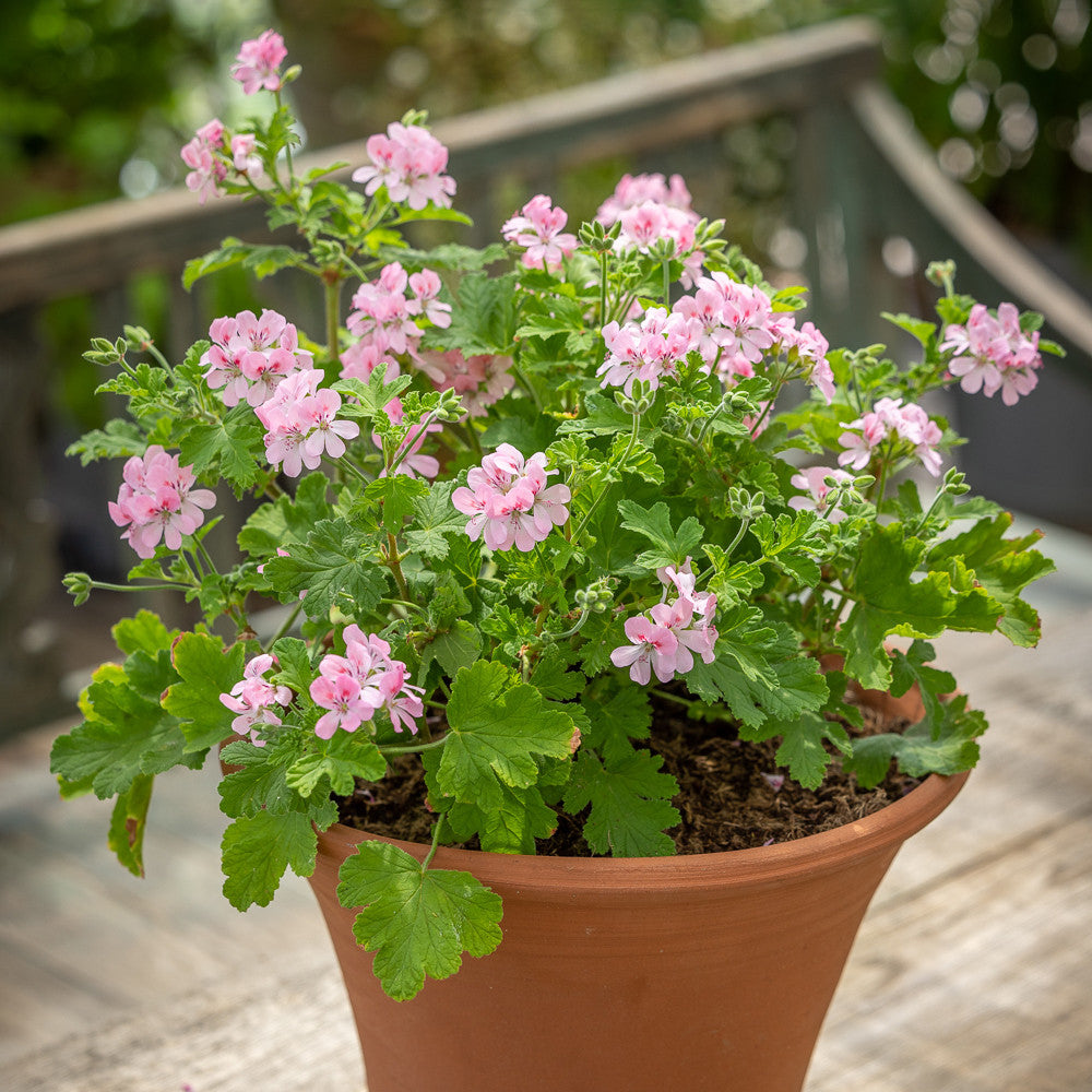 Pelargonium 'Sweet Mimosa' (Scented)