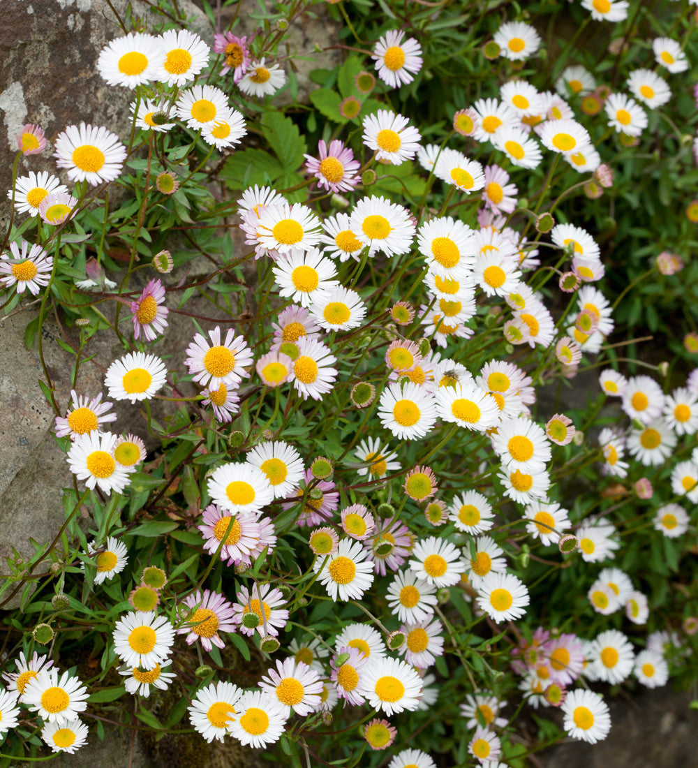 Flowers for a Summer Window Box Collection